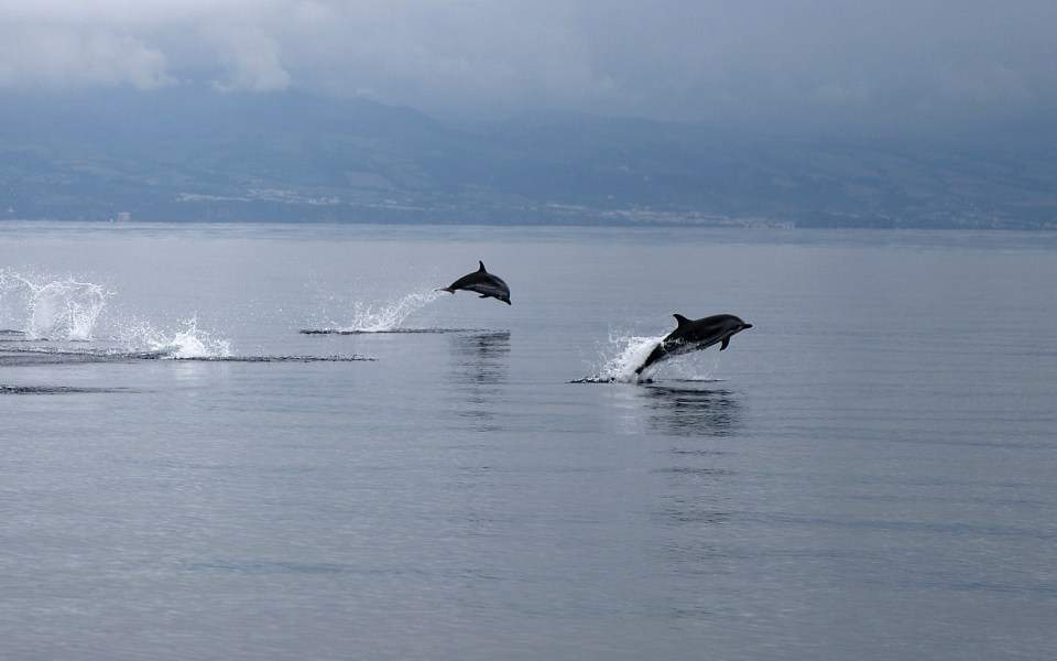 Τα δελφίνια χαίρονται έναν Βόσπορο ασυνήθιστα γαλήνιο χάρη στο lockdown - Media