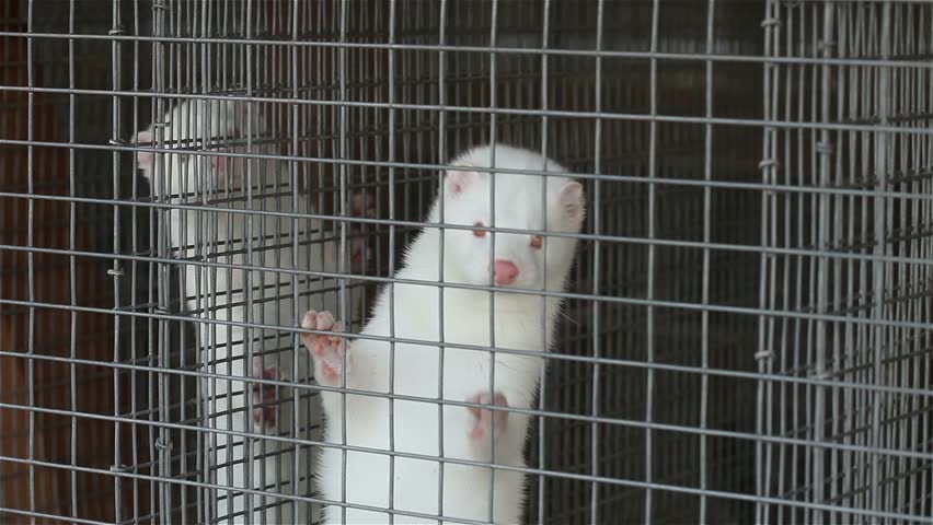 Συναγερμός στην Ολλανδία: Ο κορωνοϊός μεταδόθηκε από ανθρώπους σε ζώα - Media