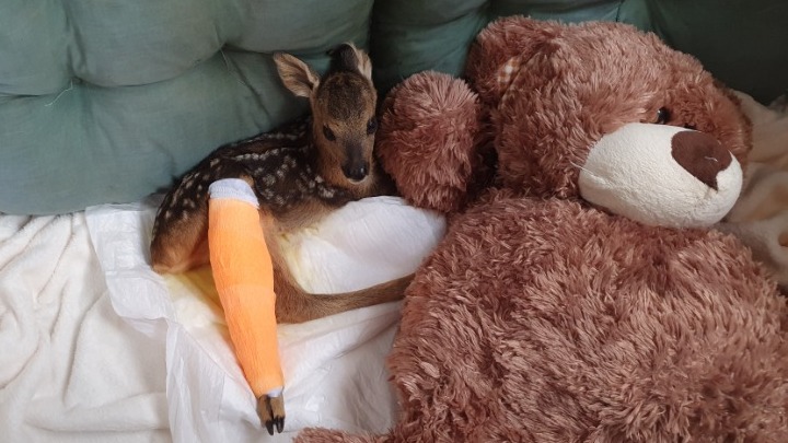 Ζαρκαδάκι-βρέφος  με σπασμένο πόδι μεταφέρθηκε στον «Αρκτούρο» (photo) - Media