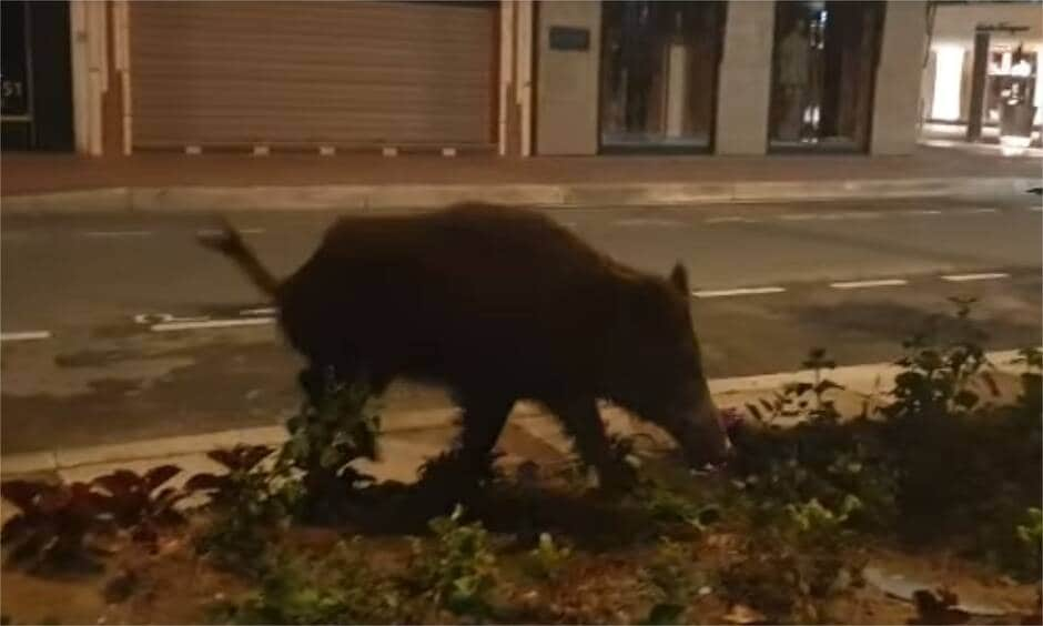 «The earth is healing»: Αγριογούρουνο 50 κιλών στην παραλία των Καννών! (Video) - Media