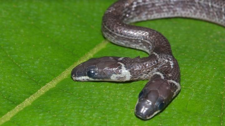 Βρέθηκε σπάνιο φίδι με δύο κεφάλια (Photos/Video) - Media
