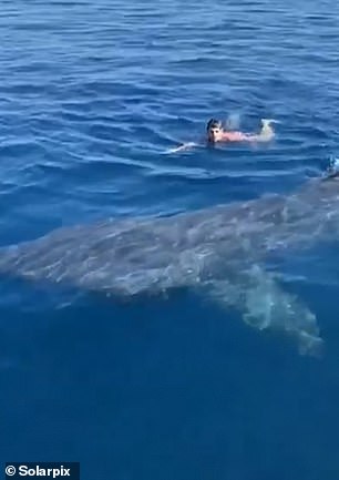 Τρόμος στα ρηχά: Κολυμβητής ήρθε πρόσωπο με πρόσωπο με καρχαρία 6 μέτρων (Video) - Media