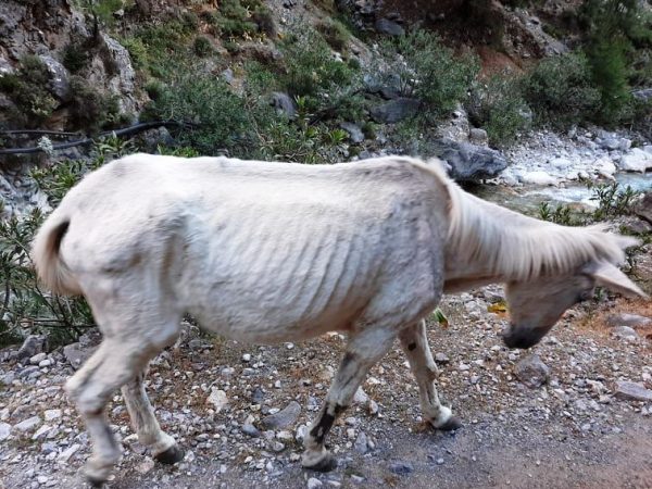 ΗΠΑ: Νεκρός 19χρονος από πυροβολισμούς κατά διαδηλωτών στο Ντιτρόιτ - Media