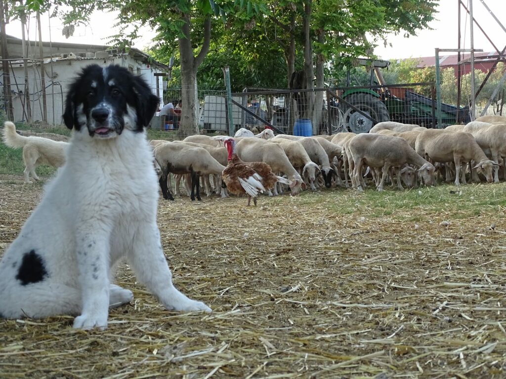 Λακόπετρα: Σκύλος σκότωσε 20 πρόβατα και έστειλε αστυνομικό στο χειρουργείο - Media