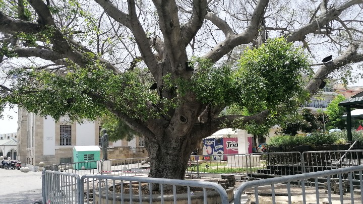 Ρόδος: Από... στρες υποφέρει ο εμβληματικός φίκος στο «Ακταίον» (Photos) - Media