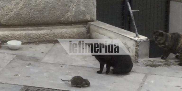 Πλάκα: Αρουραίος παίρνει στο…  κυνήγι γάτα (Video) - Media