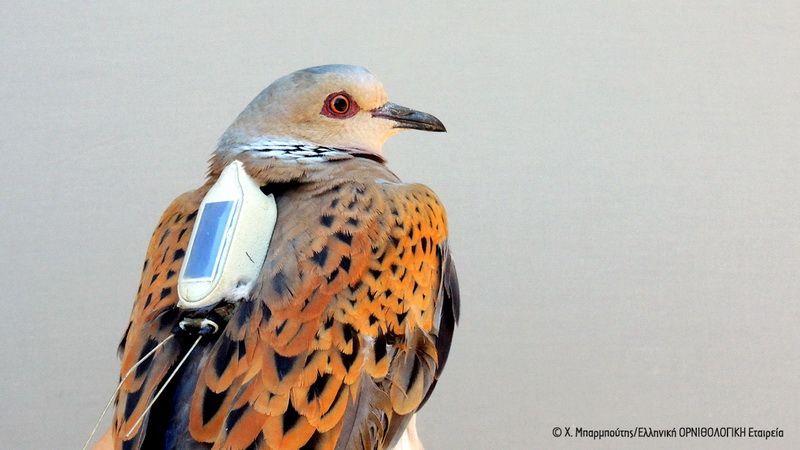 Ταξιδεύοντας με την «Αθηνά»,  το θηλυκό Τρυγόνι στο οποίο τοποθετήθηκε δορυφορικός πομπός  (Photos) - Media