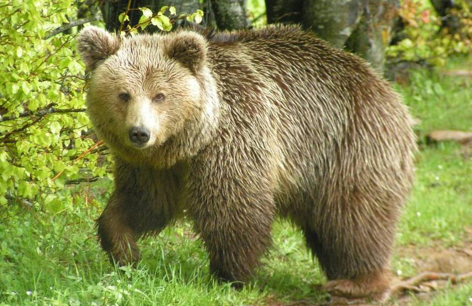 Φλώρινα: Ήρθε φάτσα με φάτσα με... αρκούδα (Video) - Media