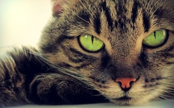 Οι Γάτες της Κολάσεως: Γατολόι με «δαιμονικά» μάτια στήνει καρτέρι μες το σκοτάδι (Video) - Media