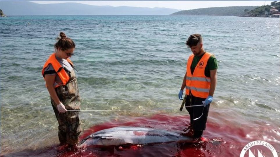 Δωδεκάνησα: Σάλος για τις μαζικές δολοφονίες θαλάσσιων θηλαστικών - Ξεβράζονται φώκιες και δελφίνια (Photos) - Media