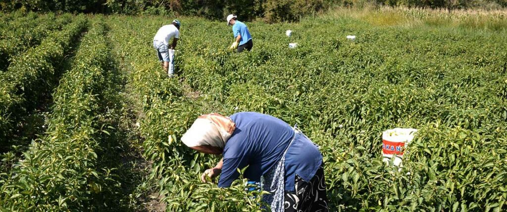Ανοίγουν τα σύνορα για ξένους εργάτες γης - Για να μαζέψουν την αγροτική παραγωγή - Media