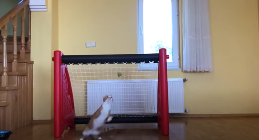 Γάτα-τερματοφύλακας «ρίχνει» το Twitter - Το βίντεο που μετρά πάνω από 10 εκατομμύρια προβολές - Media