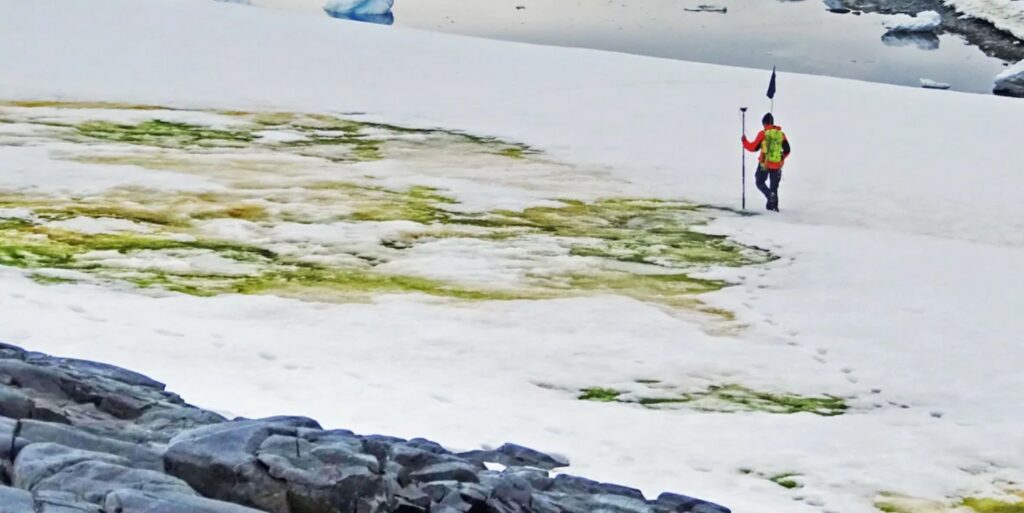 Το μυστήριο της Ανταρκτικής: Το χιόνι γίνεται πράσινο (Photos) - Media