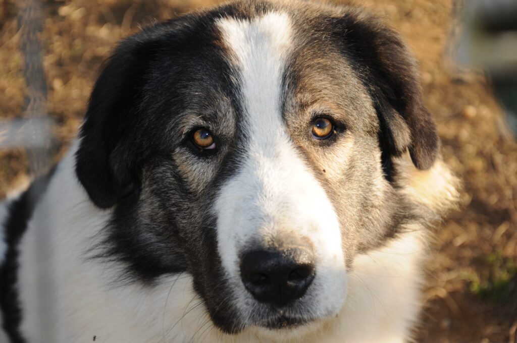 Τσομπανόσκυλο δάγκωσε 59χρονη στην Ελασσόνα – Αναζητείται ο ιδιοκτήτης του σκύλου - Media