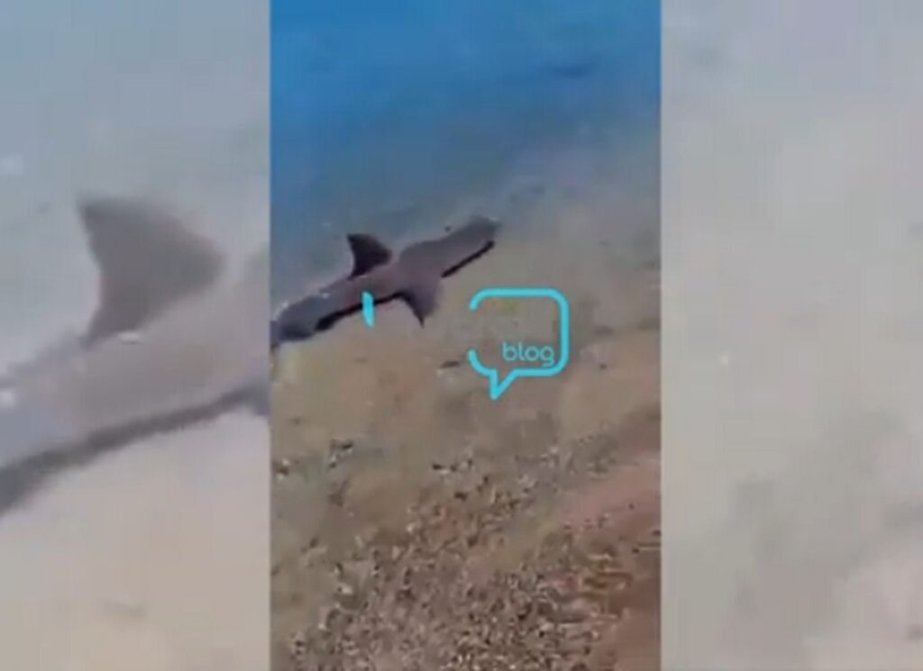 Καρχαρίας κολυμπάει στα ρηχά σε παραλία της Κορίνθου (Video) - Media