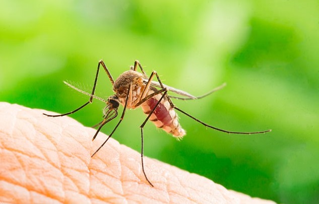 Γιγαντιαία κουνούπια, 4 φορές μεγαλύτερα από τα κανονικά σαρώνουν την Ίμπιζα – Γεννήθηκαν σε νερά από πισίνες που ήταv κλειστές λόγω κορωνοϊού - Media