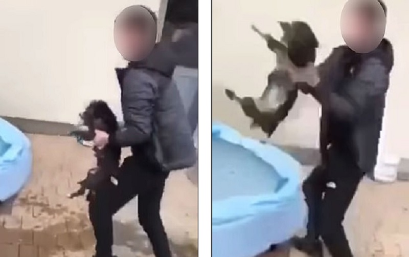 Απίστευτη κακοποίηση ζώου: Πιάνουν το κουτάβι και το εκσφεντονίζουν με δύναμη στον τοίχο (Video) - Media
