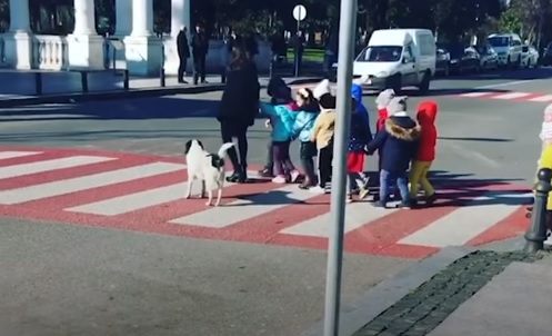 Απίστευτο βίντεο: Αδέσποτο σκυλί ρυθμίζει την κυκλοφορία σε ρόλο τροχονόμου και σταματά τα αυτοκίνητα για να περάσουν οι πεζοί και τα μικρά παιδιά (Video) - Media