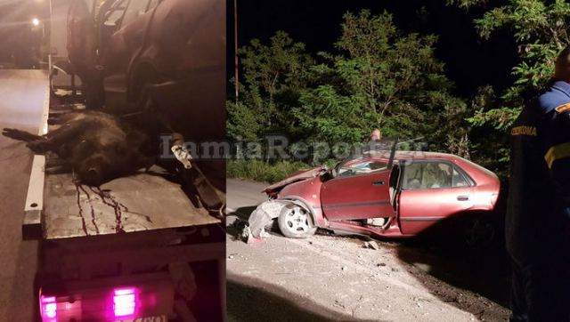 Στυλίδα: Στην εντατική για δέκατη μέρα 63χρονος μετά από τροχαίο με αγριογούρουνο (Photos) - Media