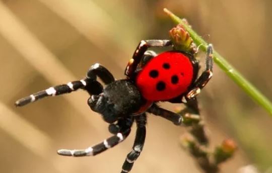 Σπάνιο είδος αράχνης – πασχαλίτσας εμφανίστηκε στη Λάρισα - Media