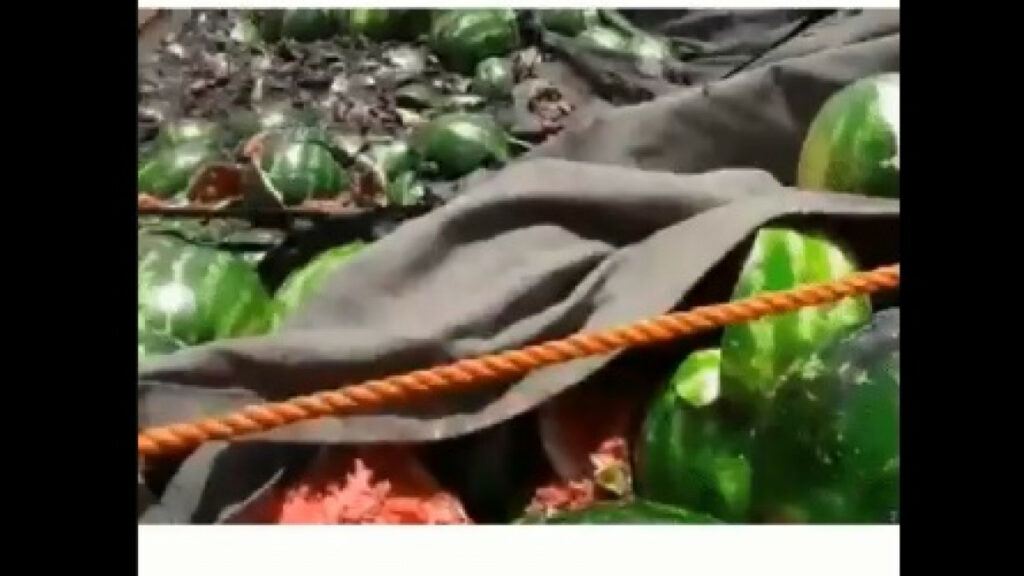 Τρολάρισμα Χάφταρ για τουρκικά drones: Μετά τις κυψέλες και τα κοτέτσια, τώρα στοχεύουν... καρπούζια (Video) - Media