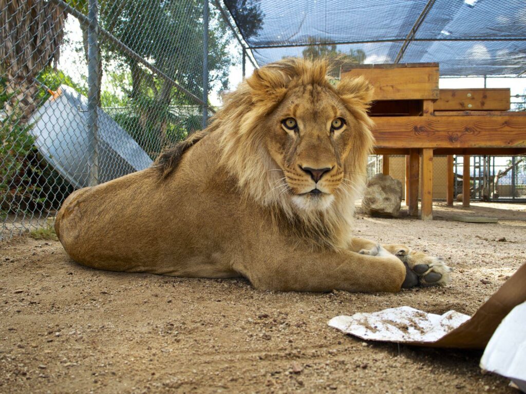 Αυστραλία: Λιοντάρι επιτέθηκε σε υπάλληλο ζωολογικού κήπου - Media
