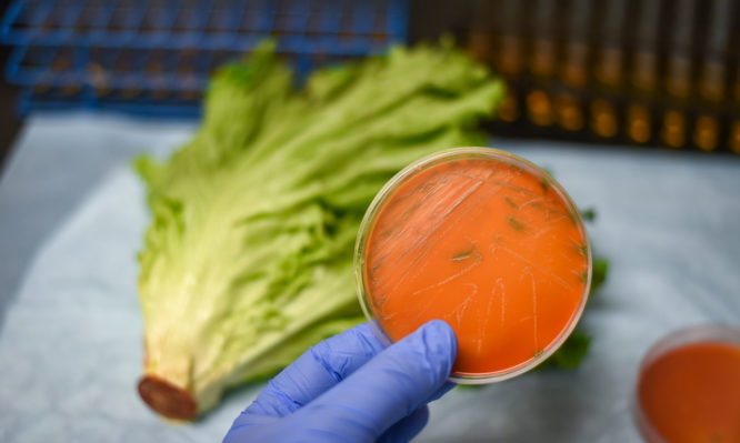 Λιστερίωση: Τα συμπτώματα της λοίμωξης από λιστέρια – Ποιες τροφές είναι πιο επικίνδυνες - Media