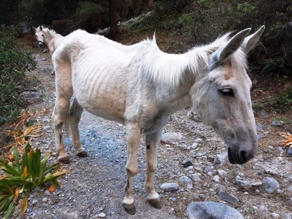 Απίστευτες εικόνες: Σκελετωμένα μουλάρια στο κλειστό φαράγγι της Σαμαριάς - Media