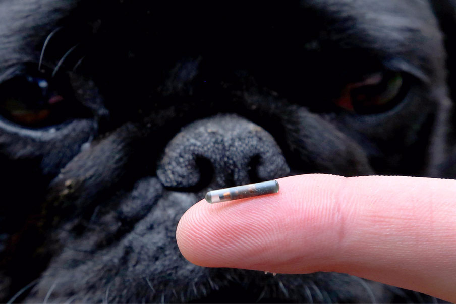 O δήμος Αθηναίων «βάζει» δωρεάν microchip σε δεσποζόμενους σκύλους και γάτες - Media