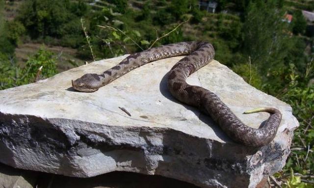 Τρίκαλα: Στο νοσοκομείο ηλικιωμένος από τσίμπημα οχιάς  - Media