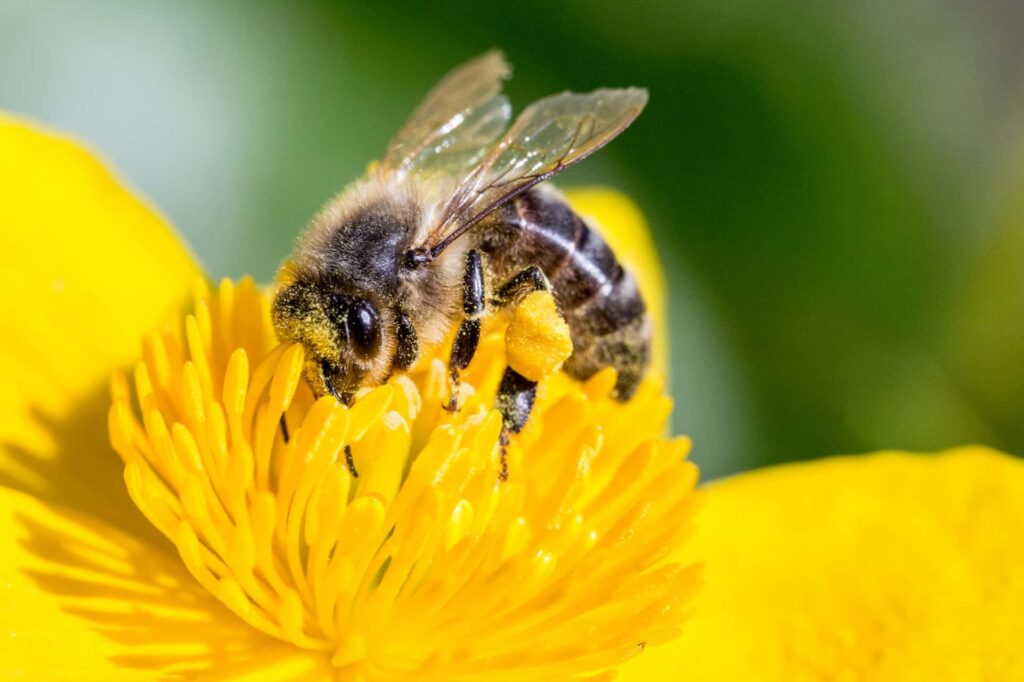 Παγκόσμια ημέρα μέλισσας: Γιατί εξαρτόμαστε όλοι από αυτές - Media
