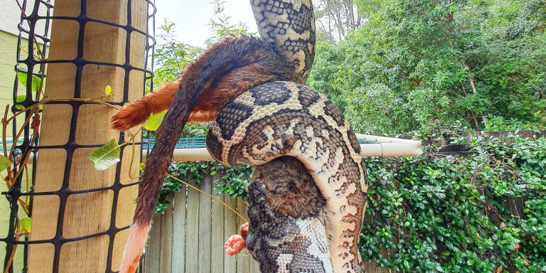 Πυθώνας καταβροχθίζει πόσουμ στην Αυστραλία (Σκληρό Video) - Media