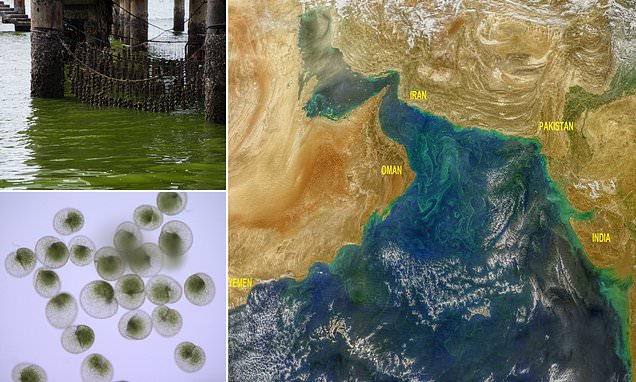Περιβάλλον: Τα χιόνια που λιώνουν στα Ιμαλάια, προκαλούν μια πράσινη τοξική άλγη στην Αραβική θάλασσα - Media