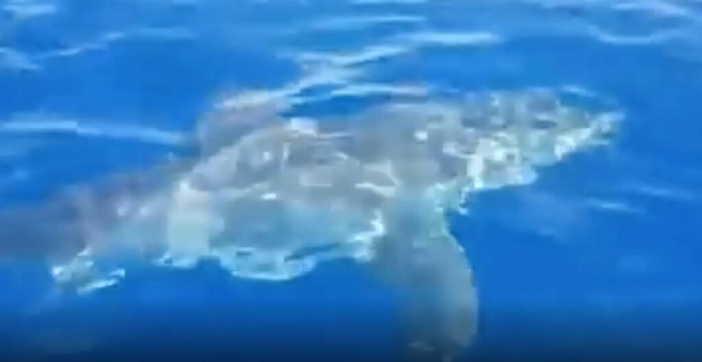 Λευκός καρχαρίας πλησίασε σκάφος ανοιχτά της Λαμπεντούζα (Video) - Media