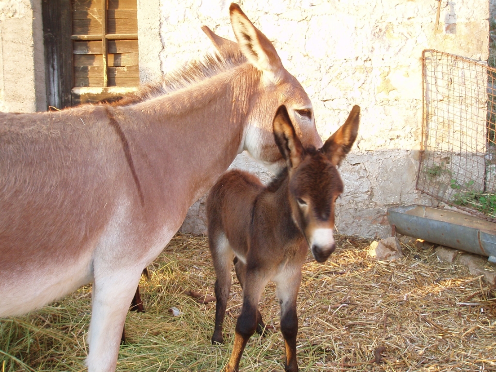 Γάλα γαϊδούρας: Τα οφέλη του για την υγεία – Γιατί θεωρείται υπερτροφή - Media