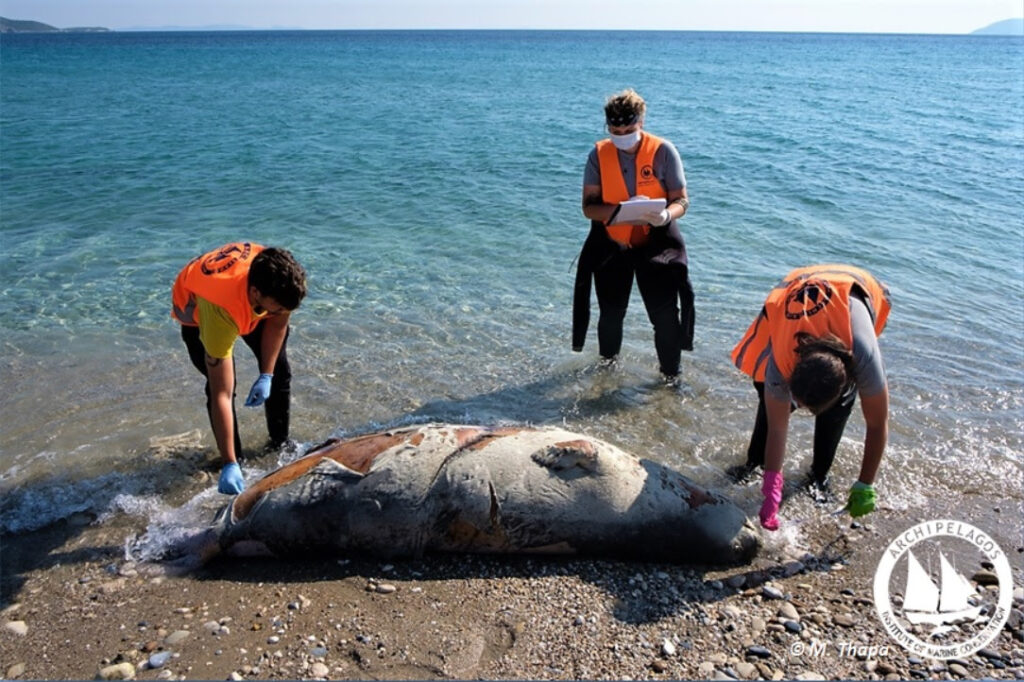 Ντροπή για τη χώρα: Οι δολοφονίες θαλάσσιων θηλαστικών στο Αιγαίο συνεχίζονται (Photos, πολύ σκληρές εικόνες) - Media