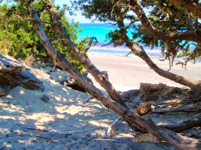 Χανιά: Η γαϊδουριά σε όλο της το μεγαλείο – Έσπασαν δέντρα στο Κεδρόδασος για να κάνουν… μπάρμπεκιου (Photos) - Media