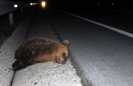 Νεκρή αρκούδα στην Εγνατία Οδό έξω από την Κοζάνη – Βρέθηκε χτυπημένη από διερχόμενο όχημα - Media