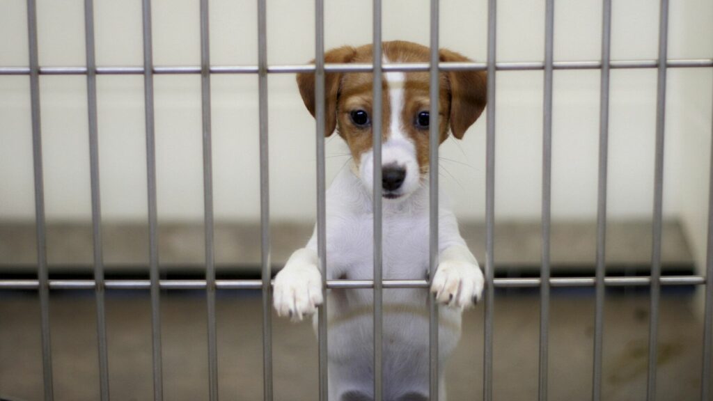 Υιοθεσία κατοικιδίων: Μεγάλη αύξηση του ενδιαφέροντος λόγω της καραντίνας - Media