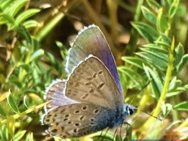 Έκανε και φέτος την εμφάνισή της η σπάνια και πανέμορφη μπλε πεταλούδα του Χελμού (Photos) - Media