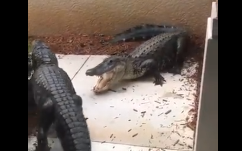 Φλόριντα: Πήγε για καφέ στην κουζίνα της αλλά «έπεσε» πάνω σε δύο... αλιγάτορας που τσακώνονταν (Video) - Media