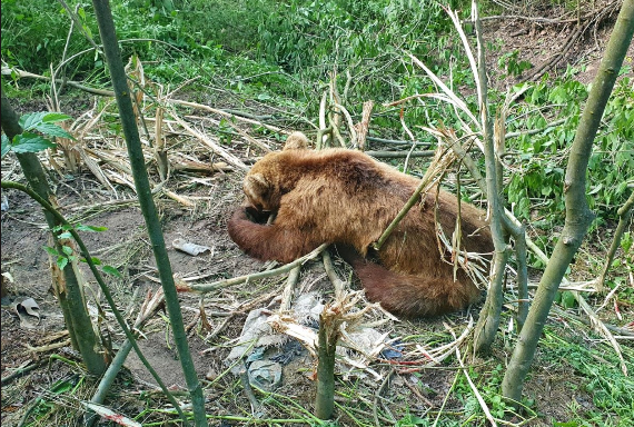 Έσωσαν αρκούδα που πιάστηκε σε αυτοσχέδια παγίδα για αγριογούρουνα (Video) - Media