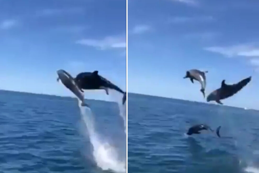 Εκπληκτικός «χορός» δελφινιών στην Πύλο (Photos/video) - Media