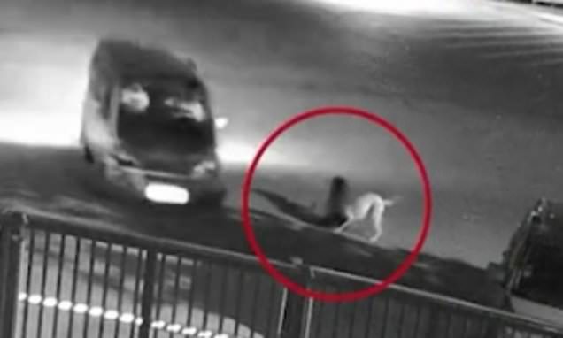 Ήθελαν να φάνε κρέας σκύλου και αμόλησαν δυο σκυλιά να σκοτώσουν ένα άλλο, το οποίο έβαλαν στο φορτηγό τους και το έφαγαν (Video)  - Media