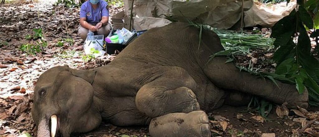 Σύλληψη υπόπτου για τον θάνατο εγκύου ελεφαντίνας από κροτίδα - Media