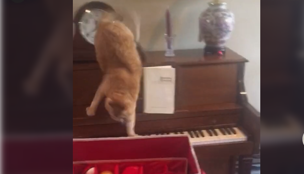 Γάτα πατά πάνω σε πλήκτρα πιάνου και παθαίνει… κρίση πανικού! (Video) - Media