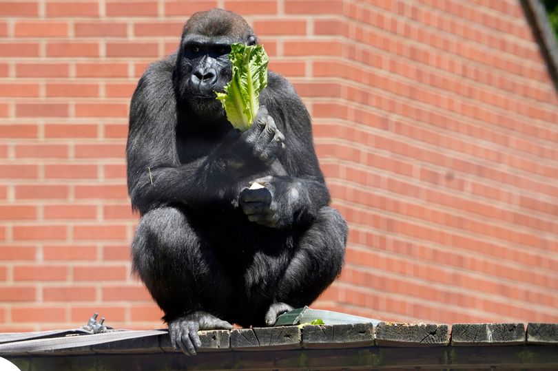 Βρετανία: Ζωολογικό πάρκο δεν έχει να ταΐσει τα ζώα και προειδοποιεί για μαζική ευθανασία τους (Photos) - Media
