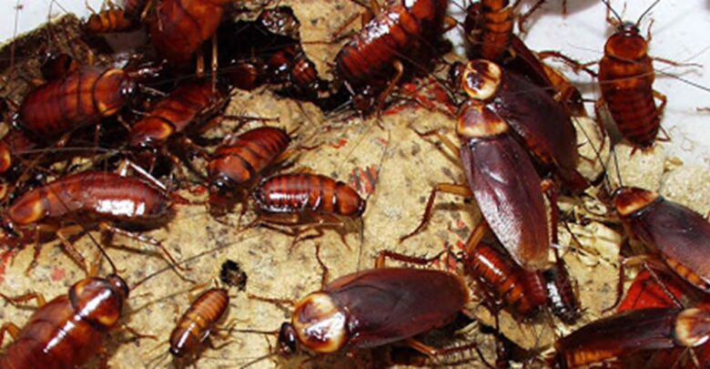 Ο εφιάλτης επέστρεψε: «Πόλεμος» με τις κατσαρίδες στη Λάρισα (Photo) - Media
