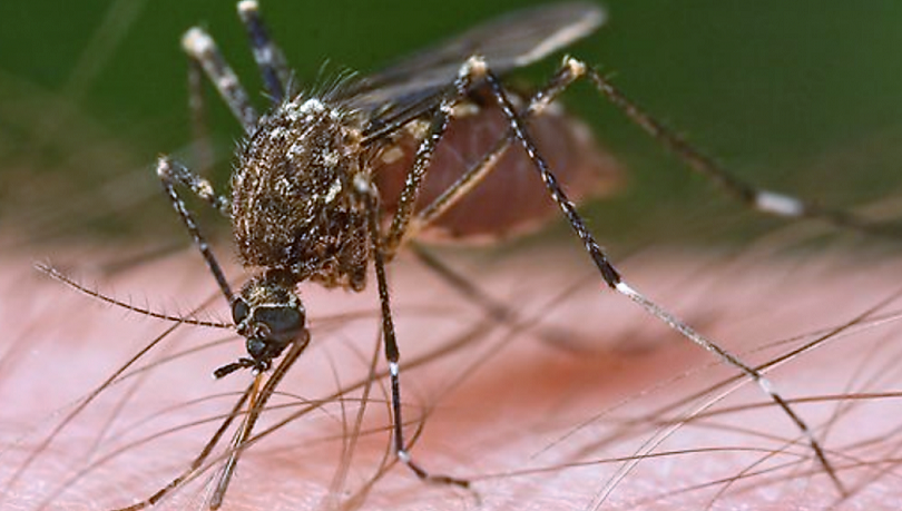 Σε πλήρη εξέλιξη η «μάχη» με τα κουνούπια στην Κρήτη - Media
