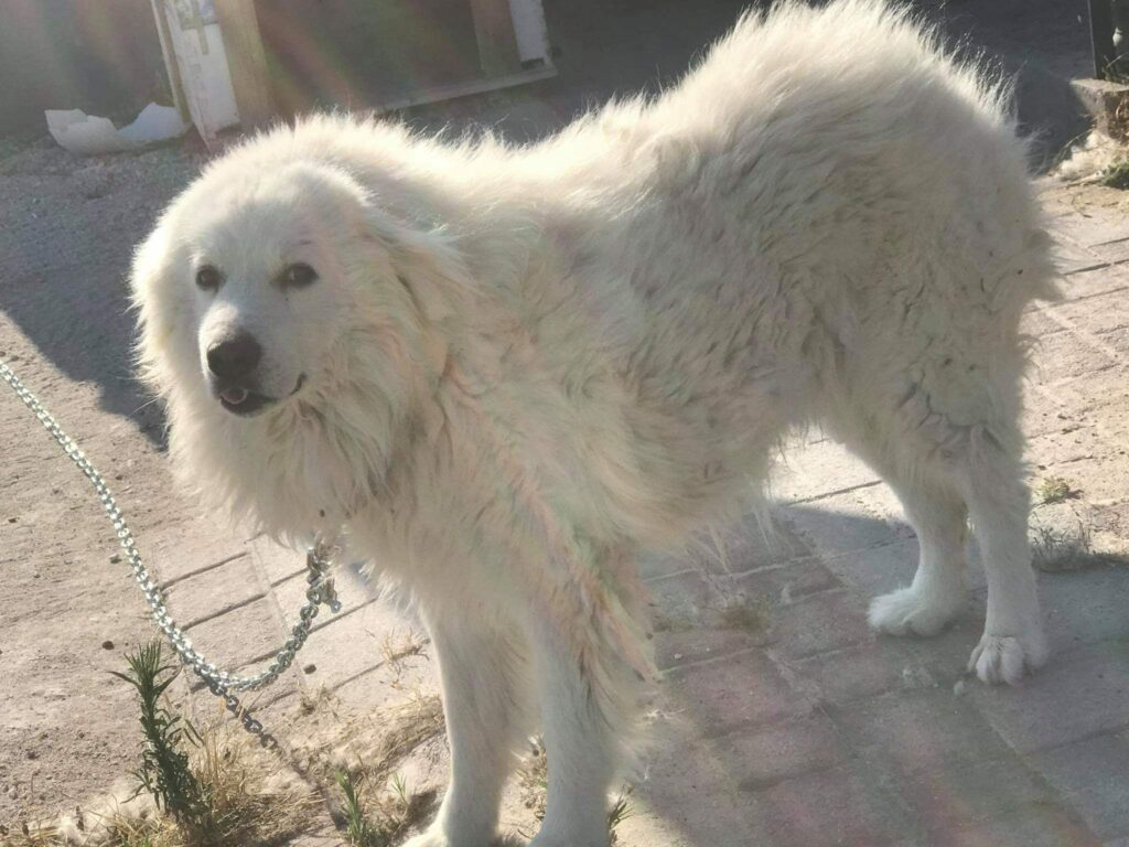 Λάρισα: Σάλος από την απειλή ευθανασίας σε παραμελημένο σκύλο που δάγκωσε μέλος της οικογένειας (Photos) - Media